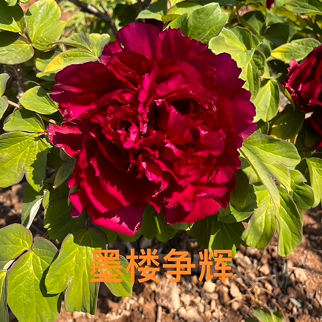｛墨楼争辉}先发肥料 秋天发苗