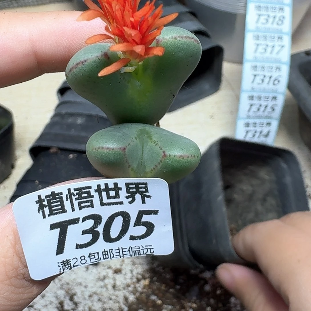 多肉植物的润泽dgv