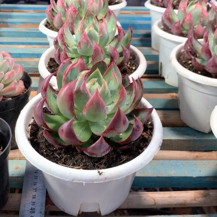 160片超大惊鸿仙子19.9一颗