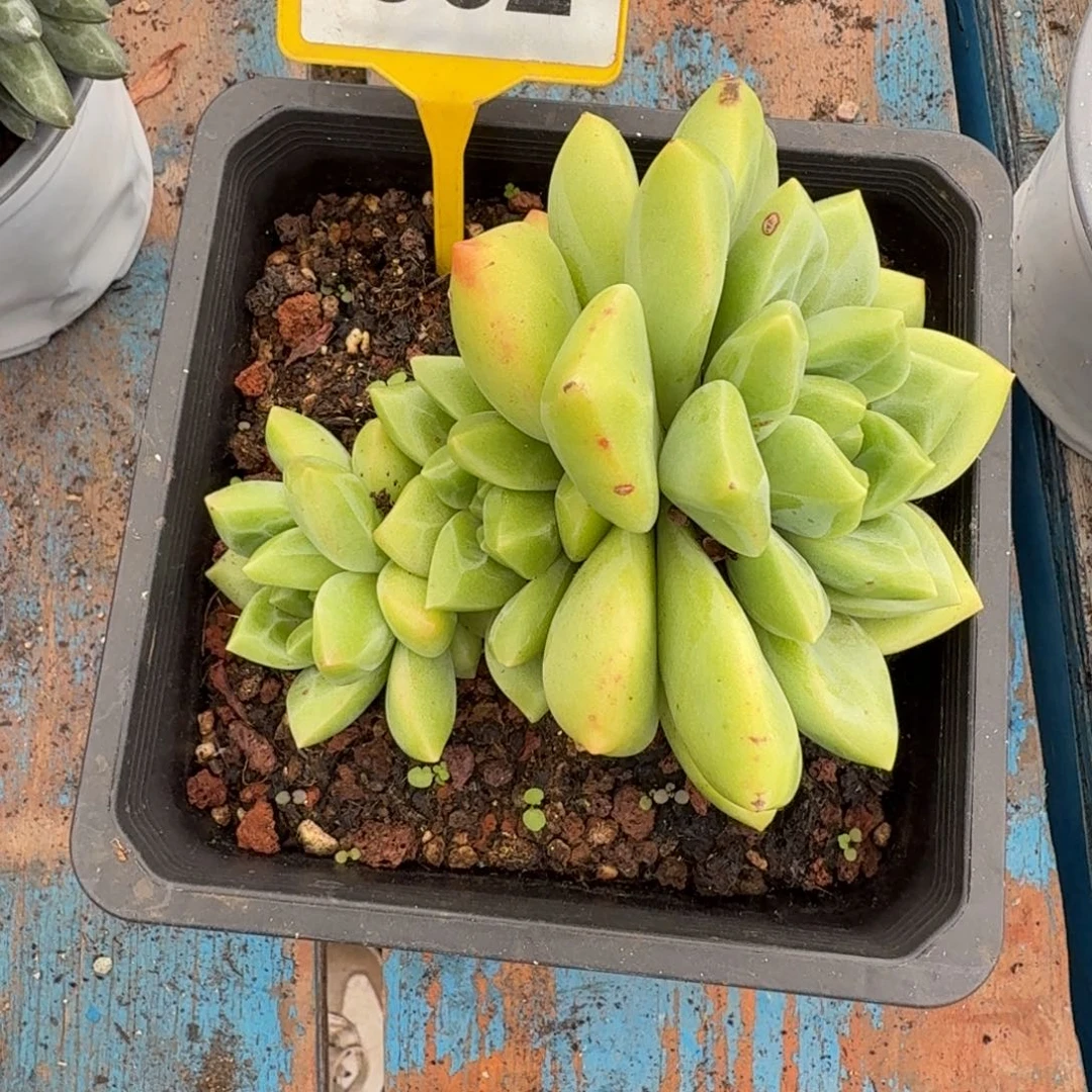 多肉植物冰墩墩862.