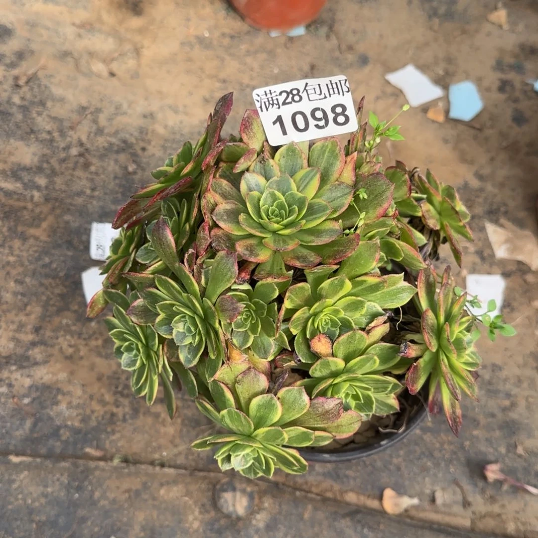 万黄锦多肉1098满28包邮断枝不包