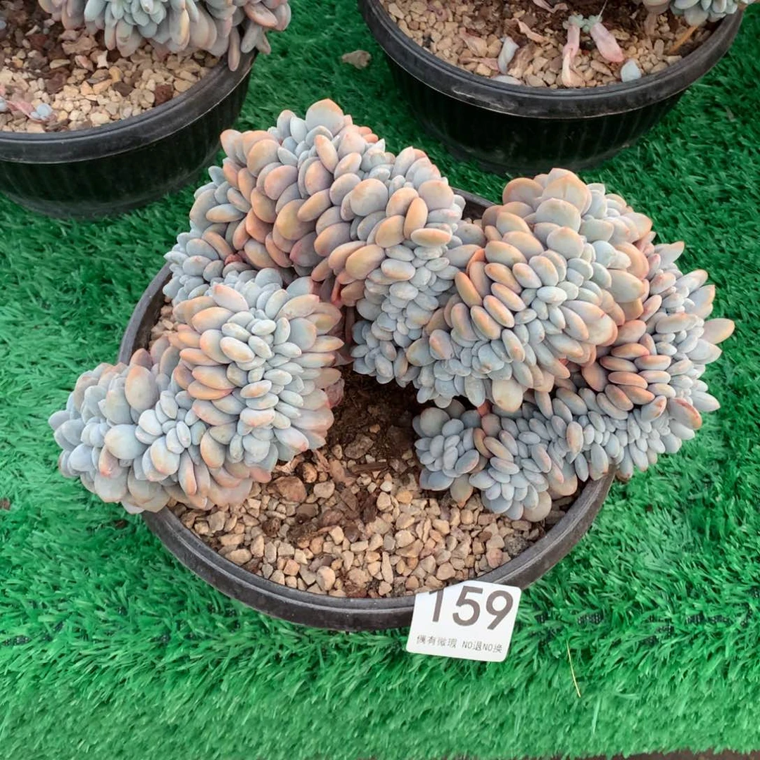 159粉兔缀多肉植物