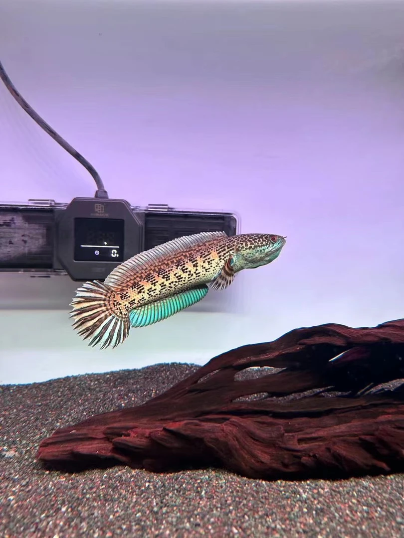 活体野生黄金眼镜蛇雷龙鱼10-13