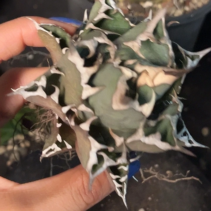 无花朵龙舌兰仁王冠姬仁
