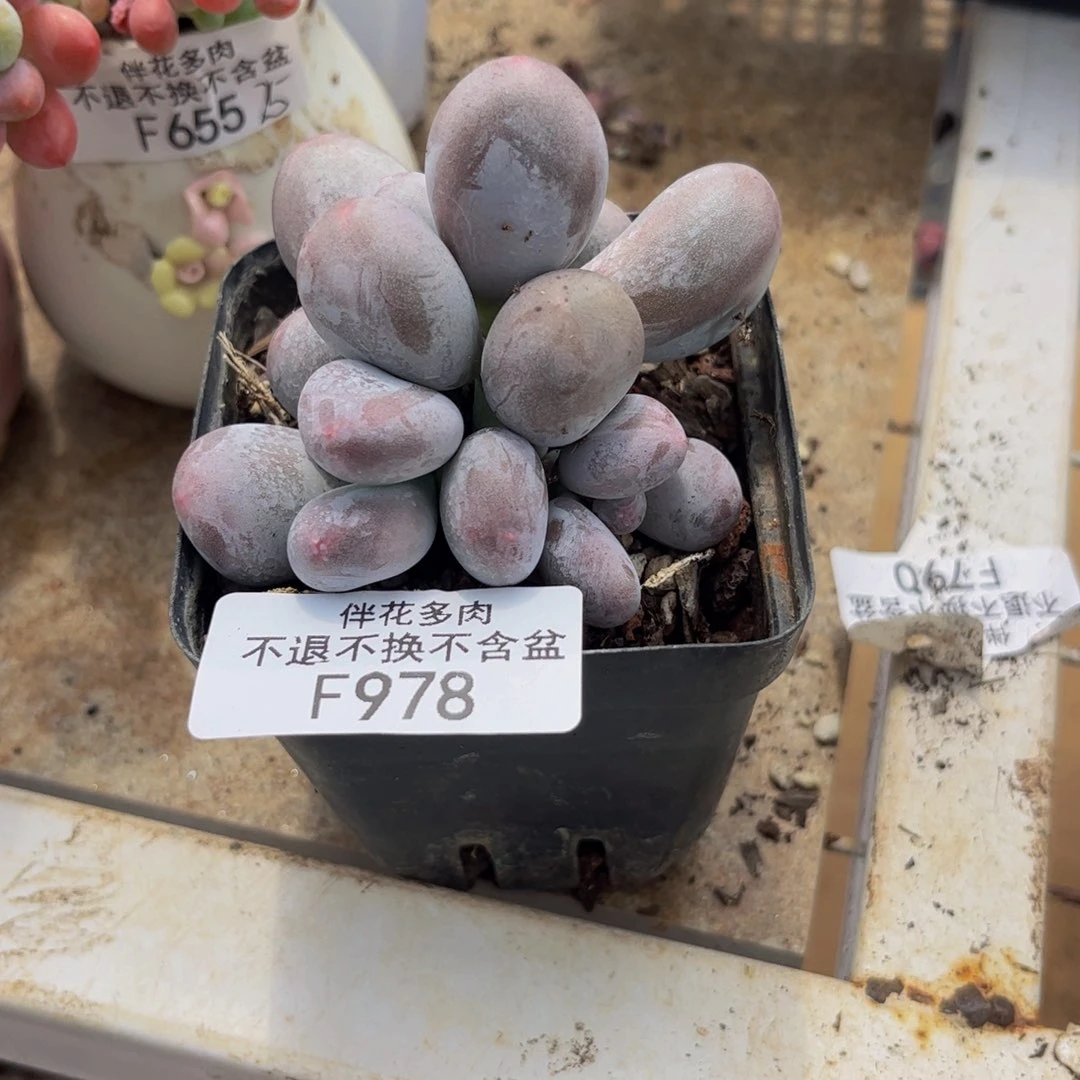 淡***然978-米可奶多肉7.5cm