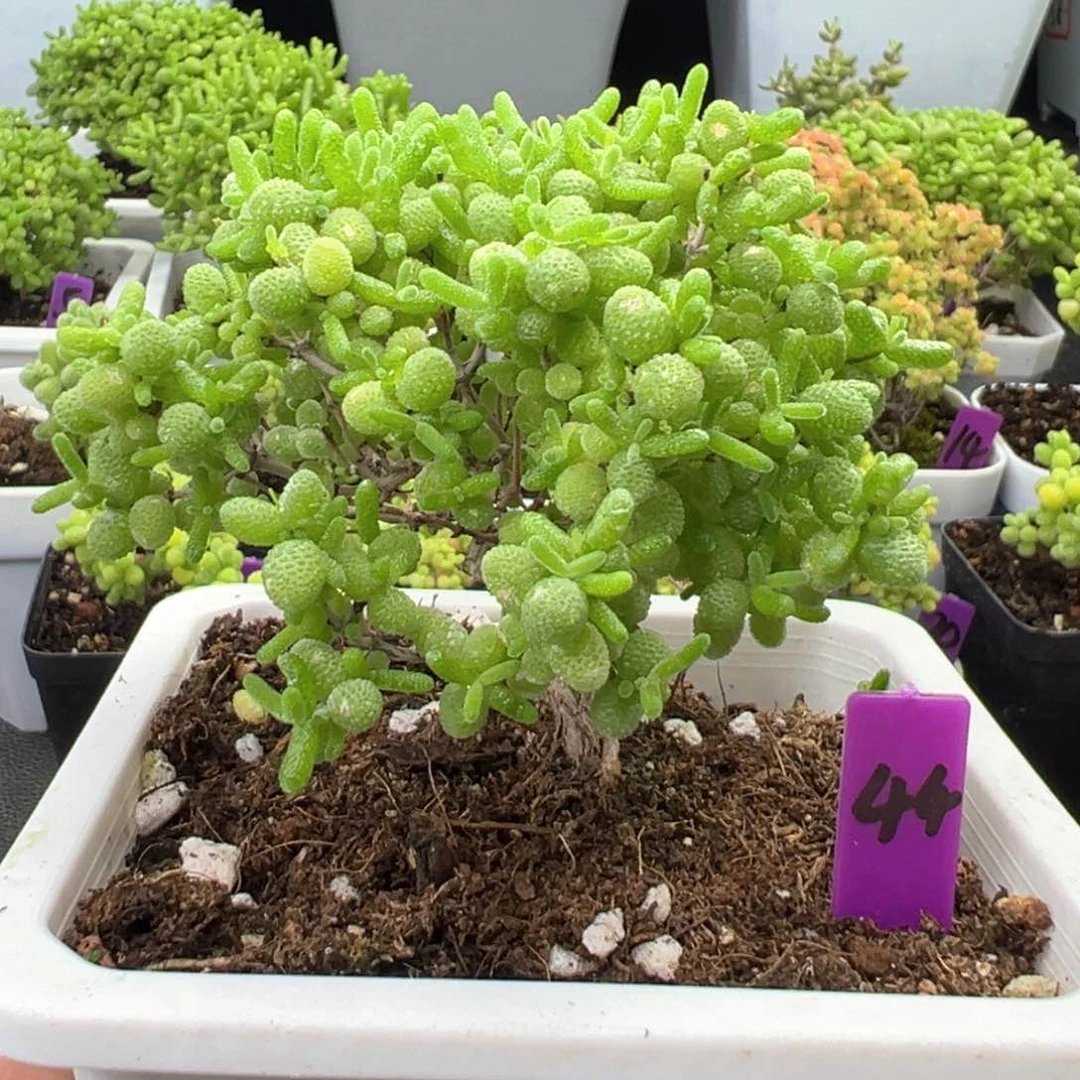 44号蜜橘糖球一物一拍