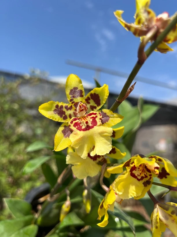 黄猫文心兰大花猫大花型文心兰