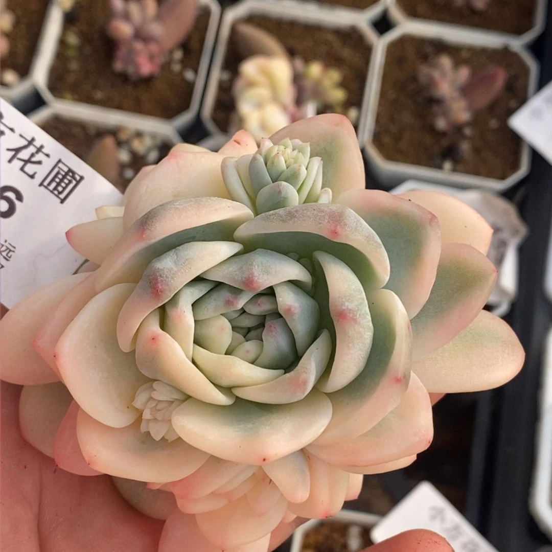 556梦露锦无砍手捧落地