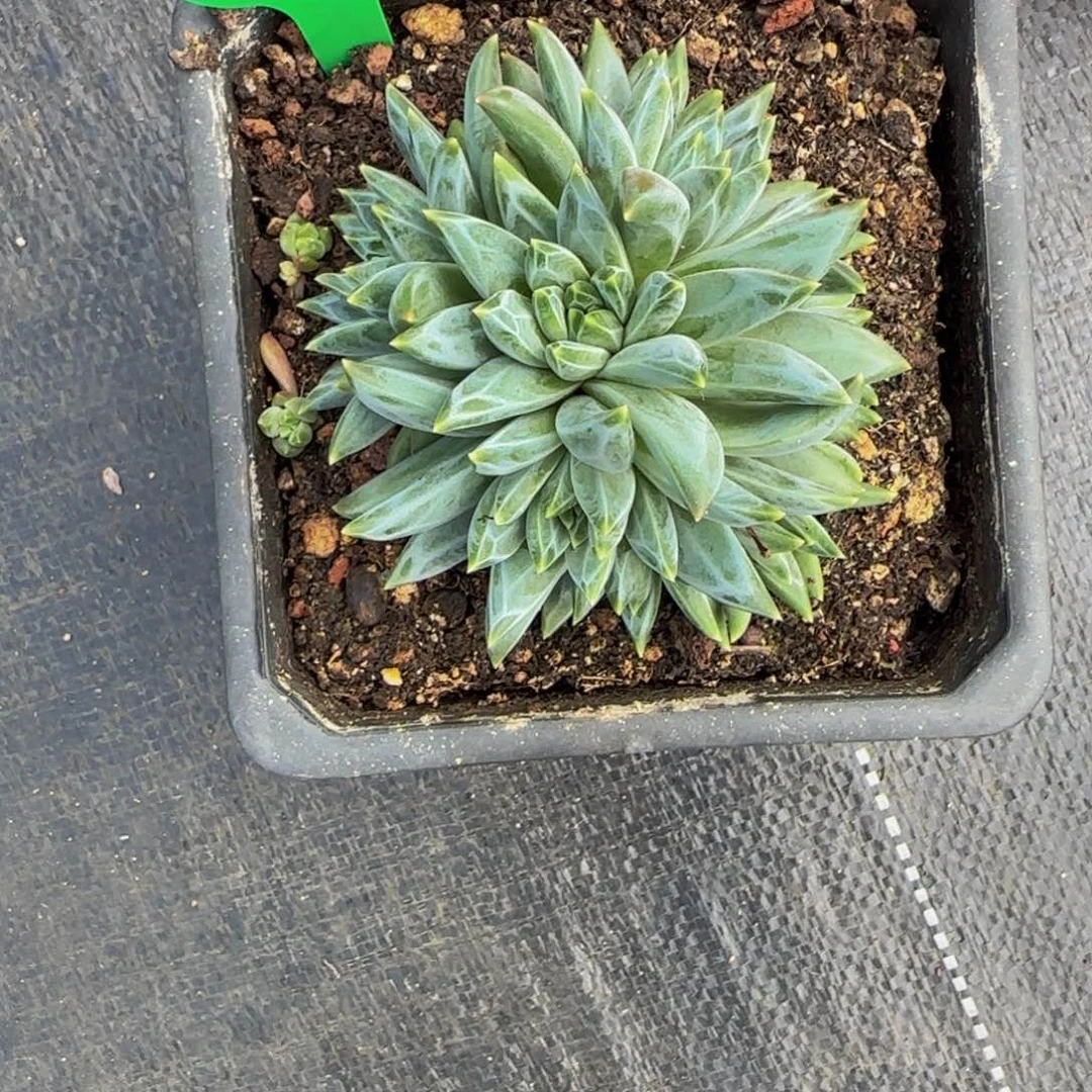 无花朵朕D47，新品美人