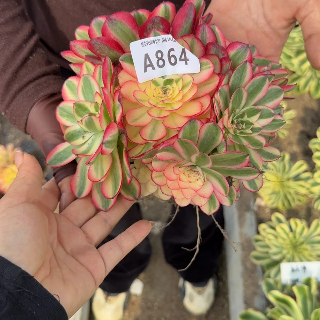 864荔枝。多肉植物