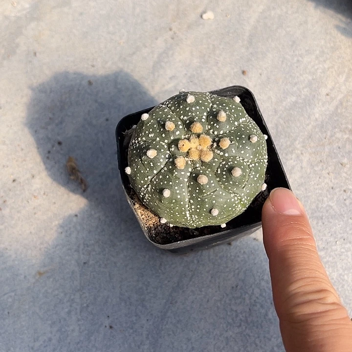 无花朵实生雪花兜