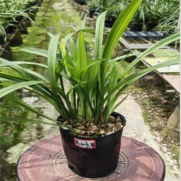 翁源兰花建兰老种青山玉泉素心铭品 四季兰 兰花带花浓香好养室内