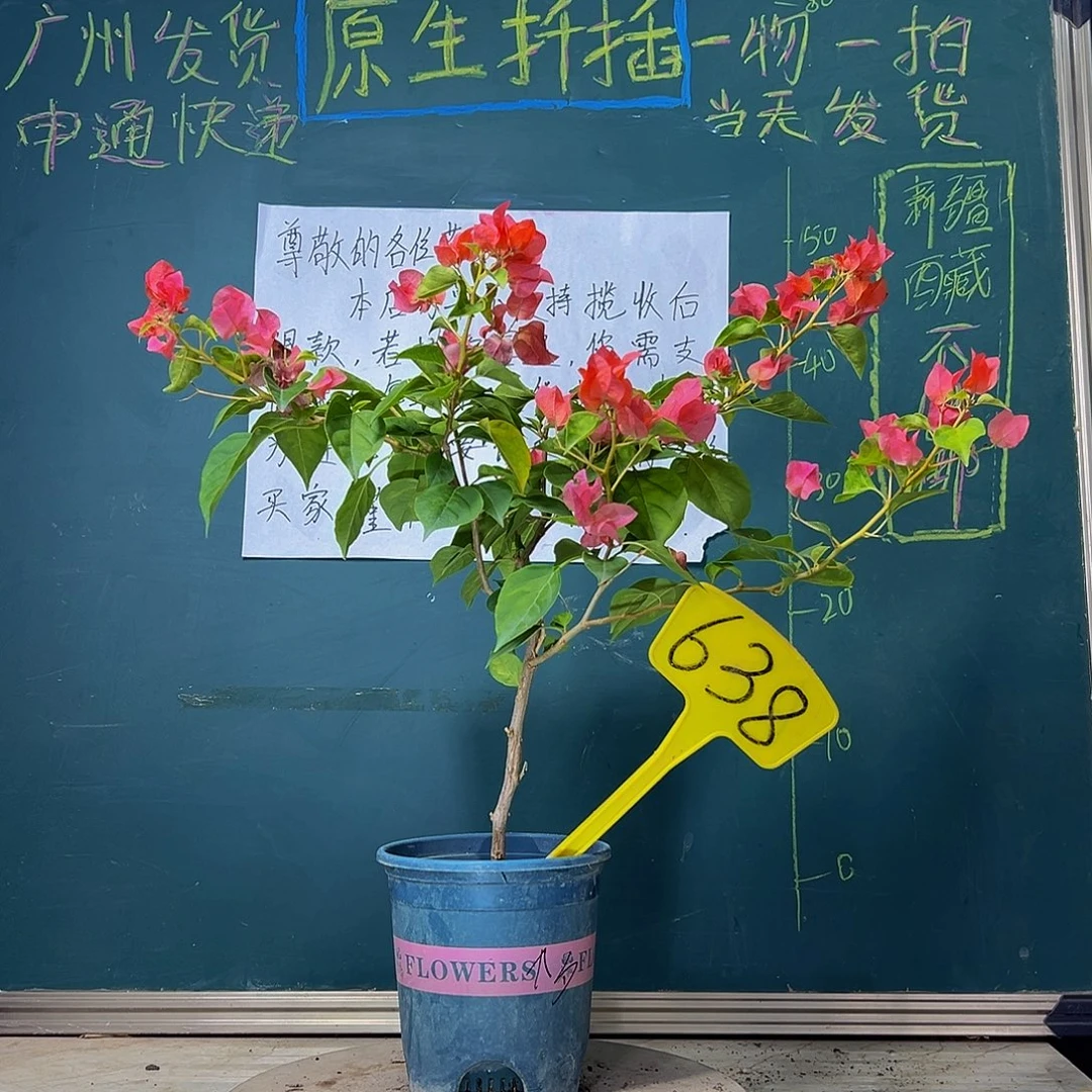 当前无花栽培后可以开花暗斑夕阳红有破皮 638