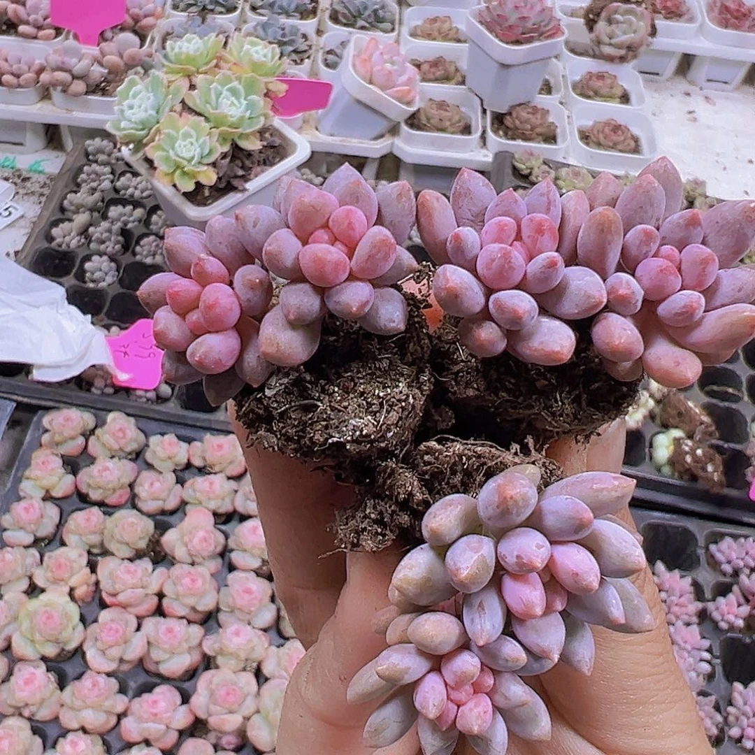 蓝舌香水苗3个19包邮