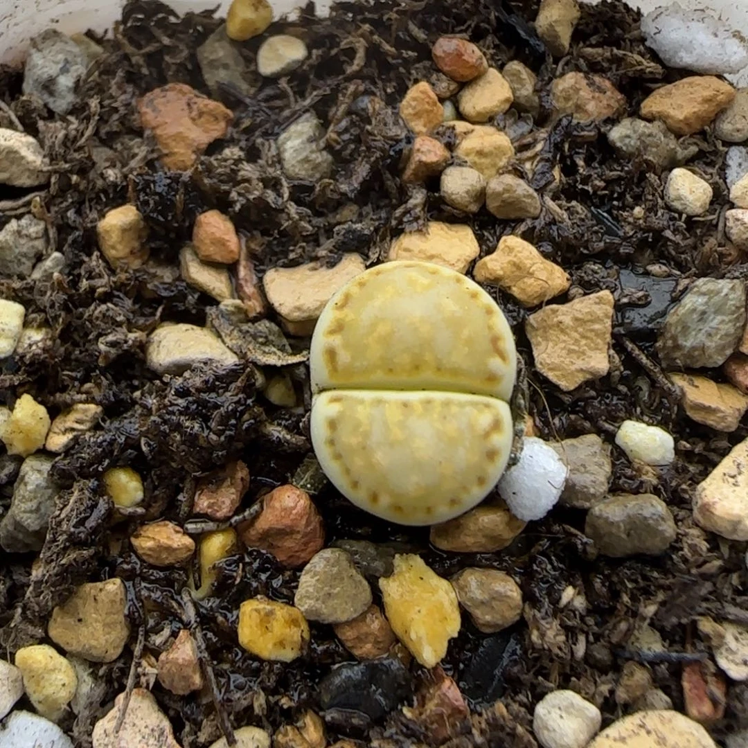 黄绿饼干清框福利30包邮