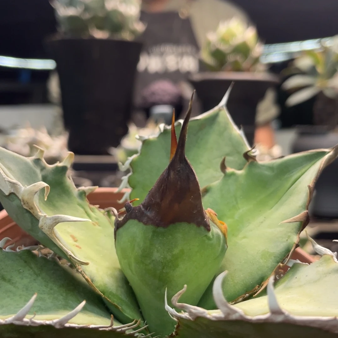 大甲野二111111111111111111