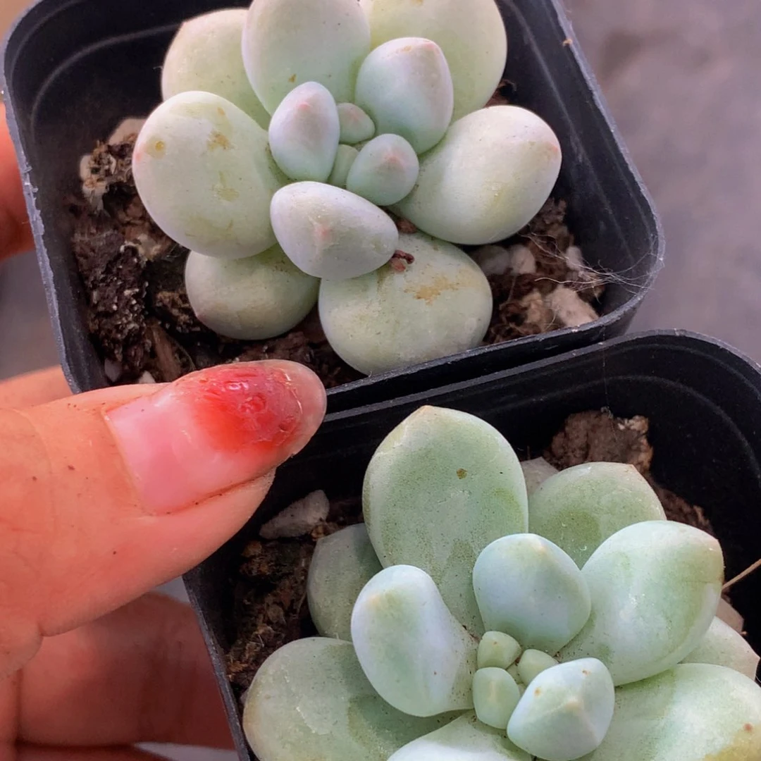 香水  （满9.99包邮不满9.99发叶子）