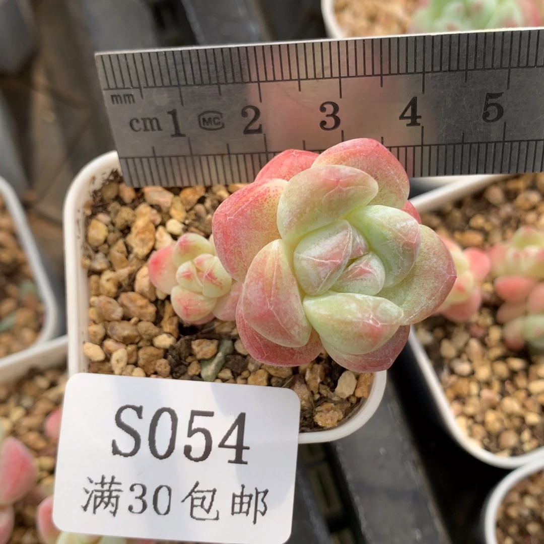 54。带腿糖心冰玉飘枝。