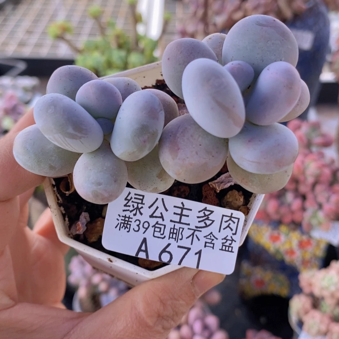 水光针奶酪6cm671多肉植物