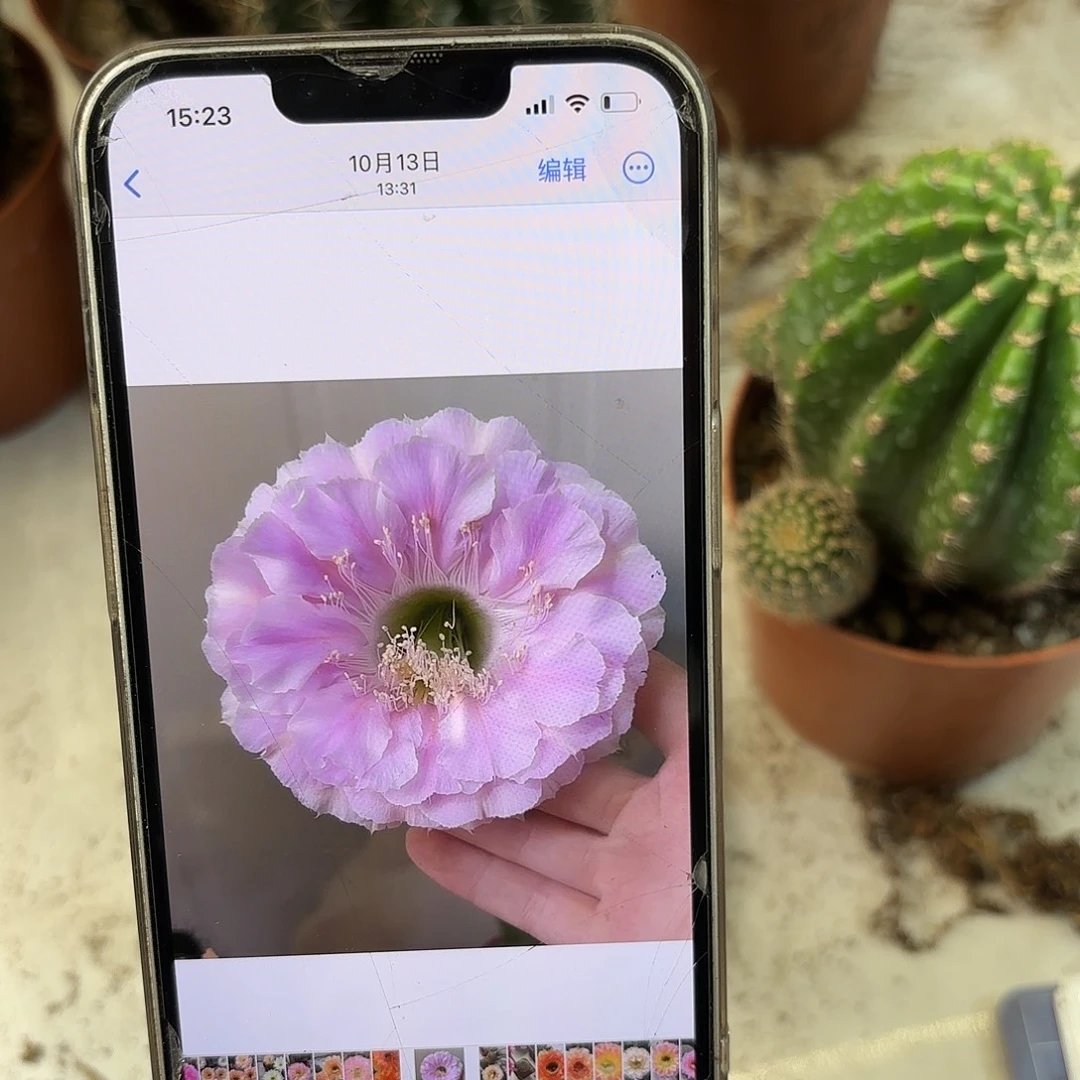 彩草1-33号8.5公分微瑕