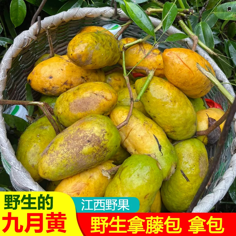 野生九月黄野果江西新鲜现摘牛哈卵坨八月九月瓜木通果拿藤包拿包