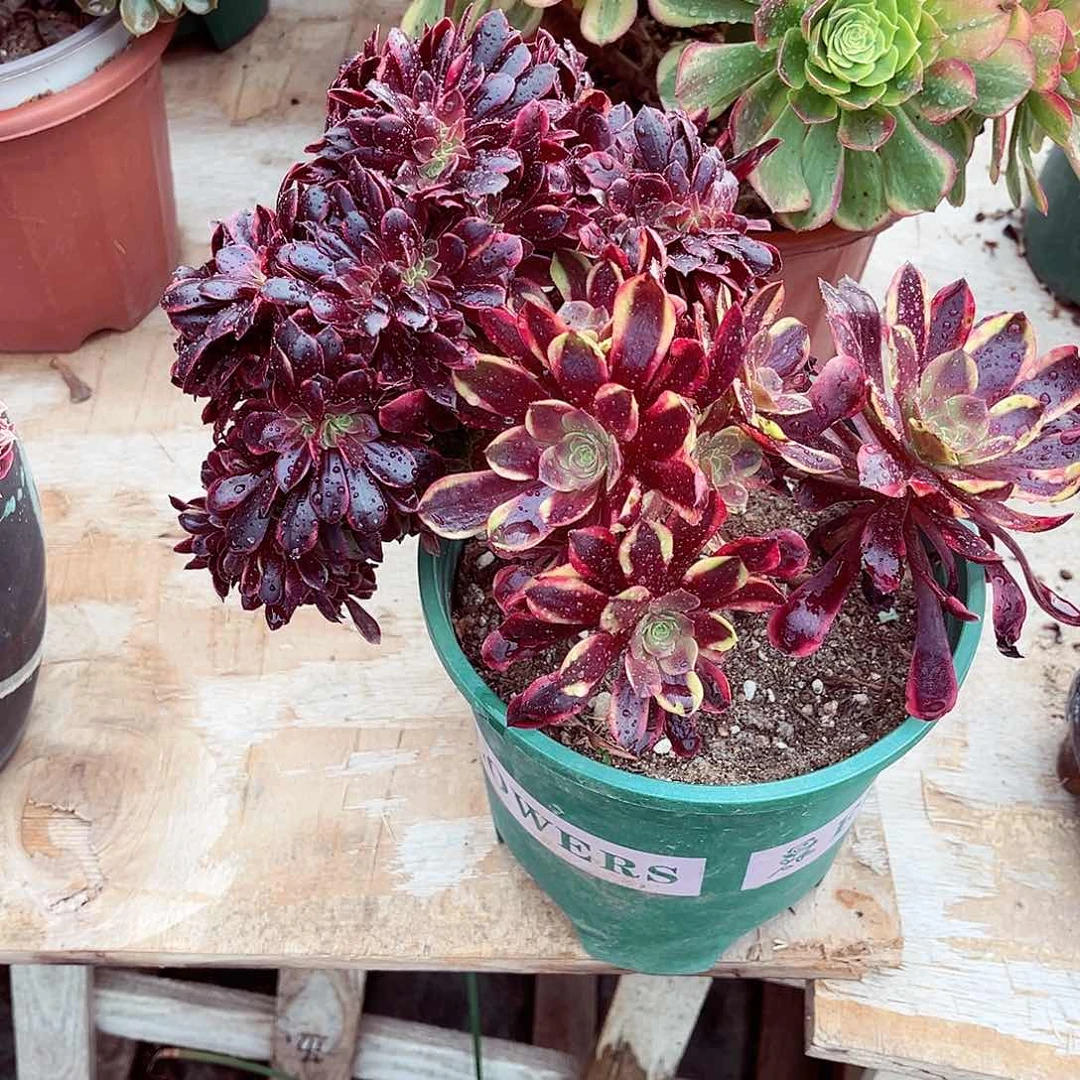 法师多肉漂亮漂亮