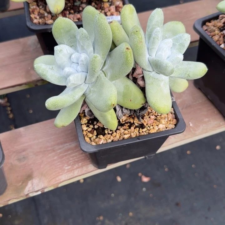 拇指仙女杯多肉植物