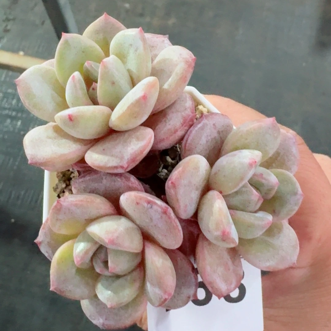 德国香槟      愿你一路坦途，乘风破浪展宏图