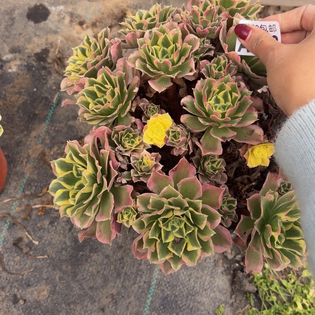 218多肉植物捧花的