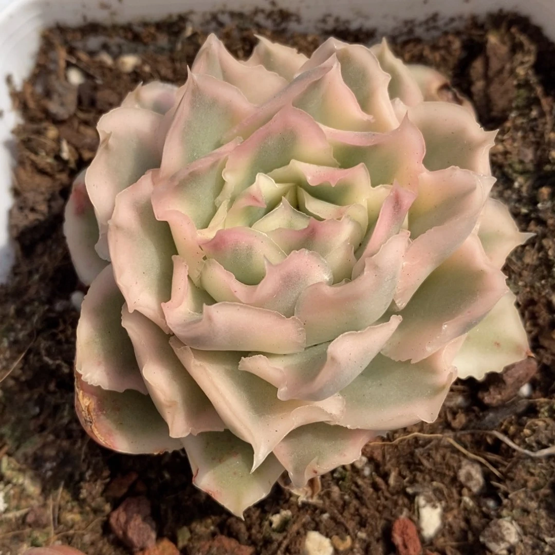 紫蝴蝶锦多肉植物2号