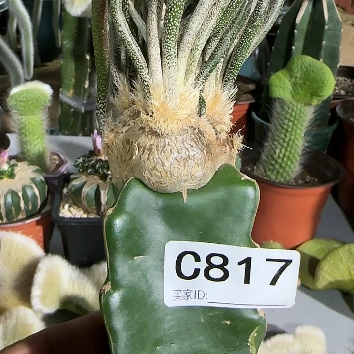 高**行苗接美杜莎817