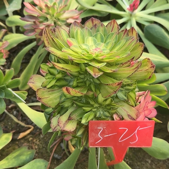 阿*3-25知否多肉法师