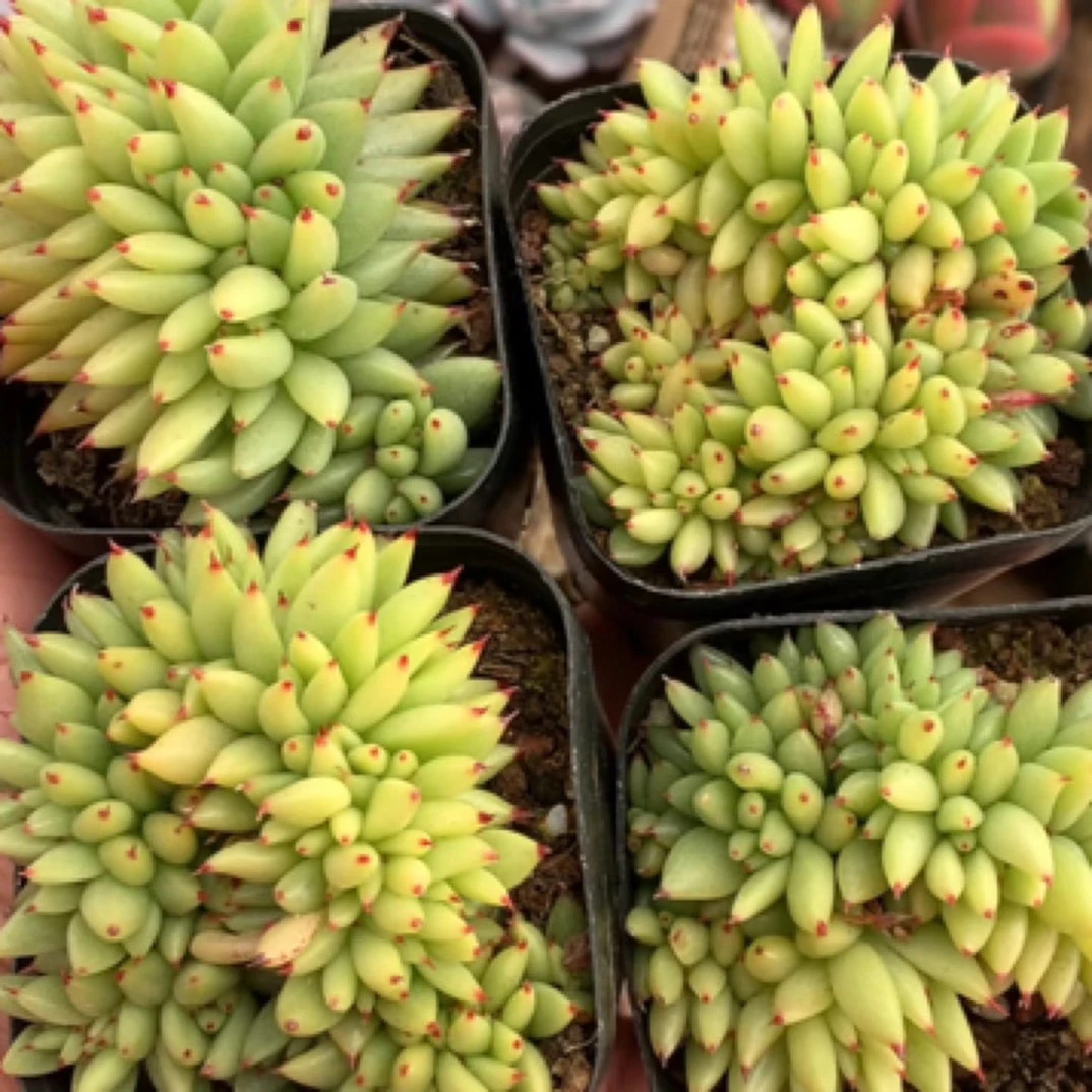 （满9.99包邮）虎鲸缀 4-5cm 猫小姐多肉