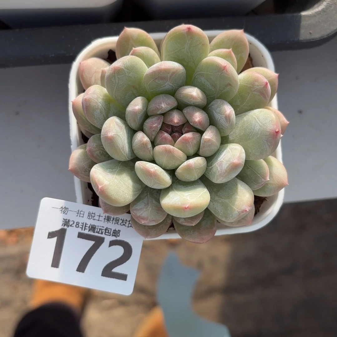 百达翡翠单头无盆土发货