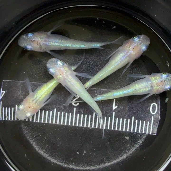 青鳉鱼短体蛋白石8号