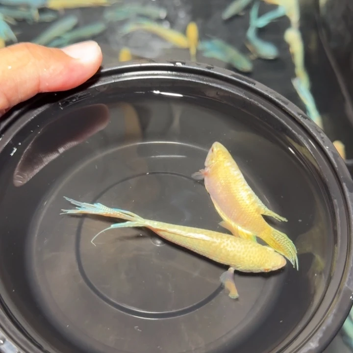 斗鱼直播间对图白蛇60