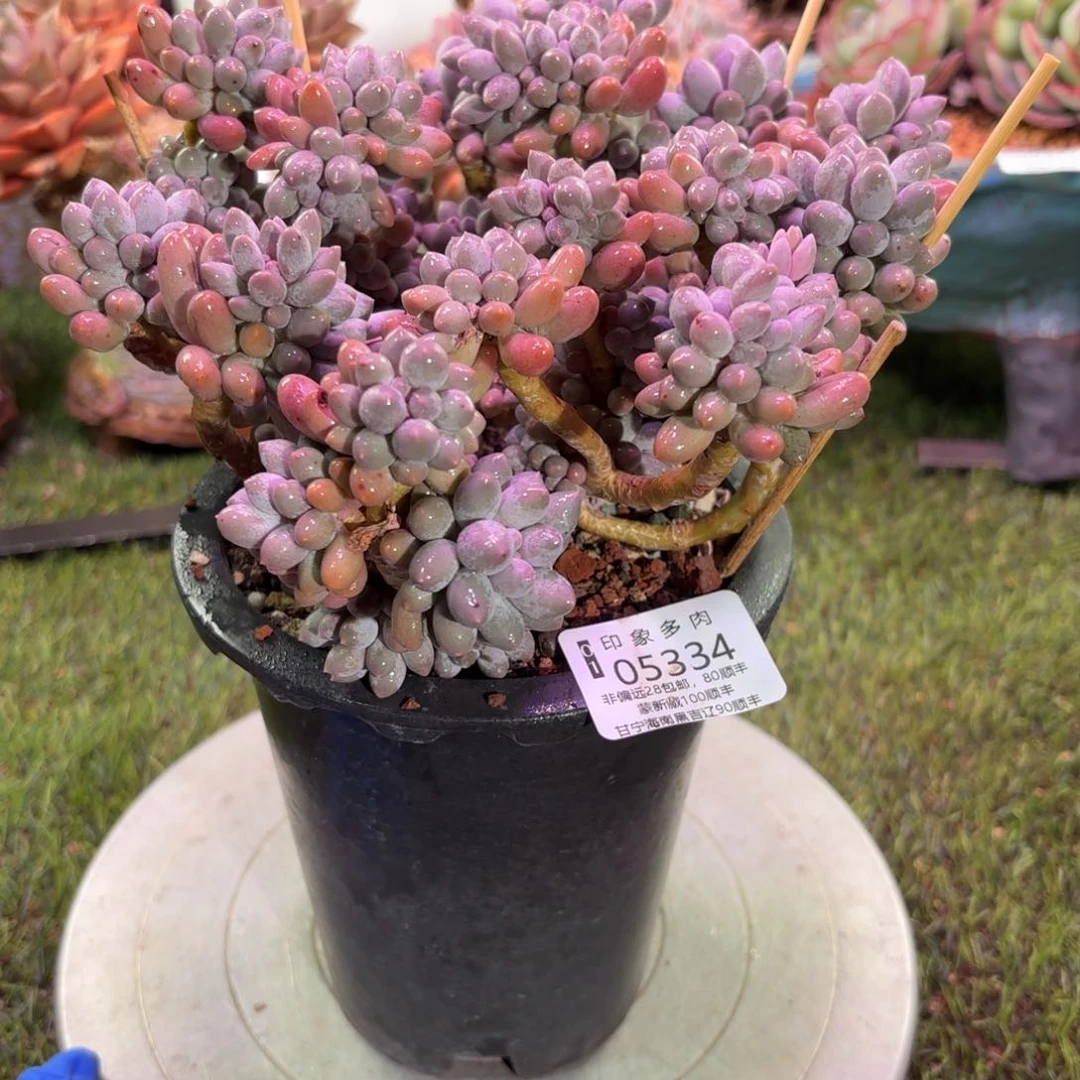 多肉植物05334gfhg