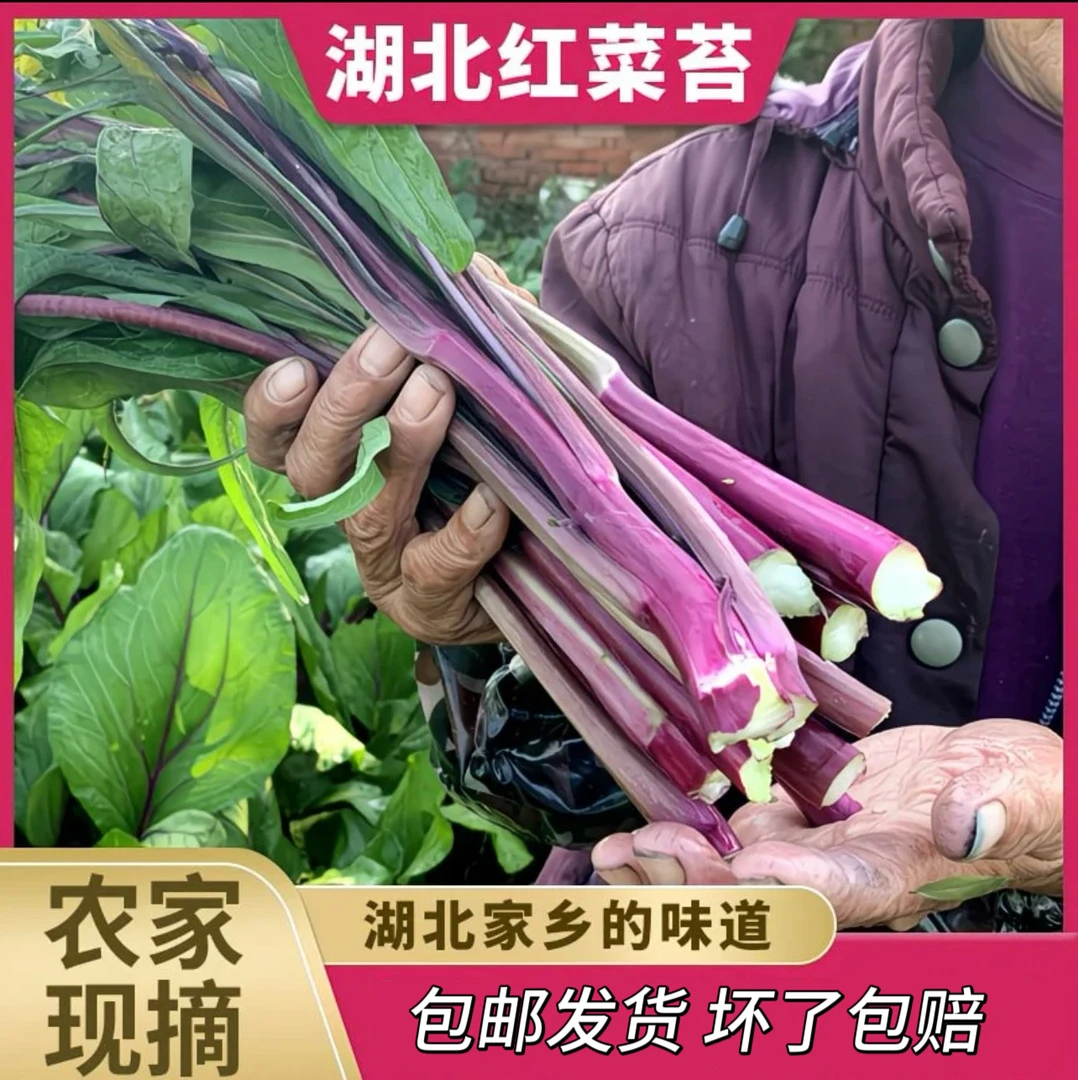 包邮湖北农家自种红菜苔紫菜苔新鲜采摘菜心当季应季时令蔬菜