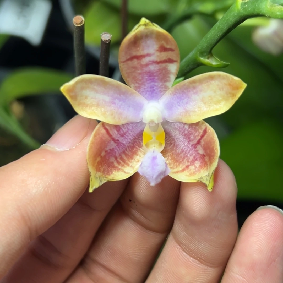 完全开放l207三寸盈收三号