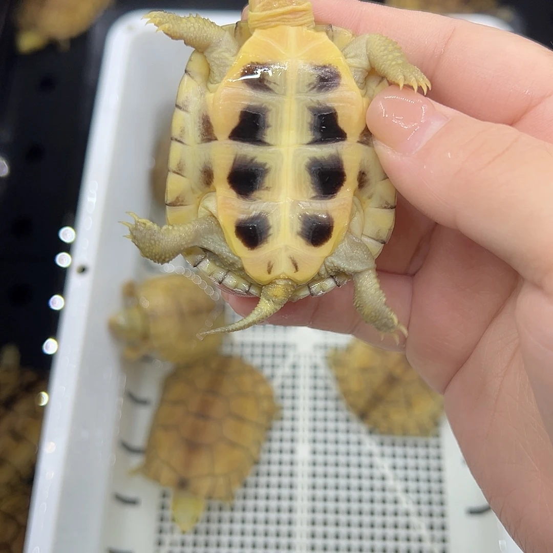 阳***u宠物龟不分公母小青