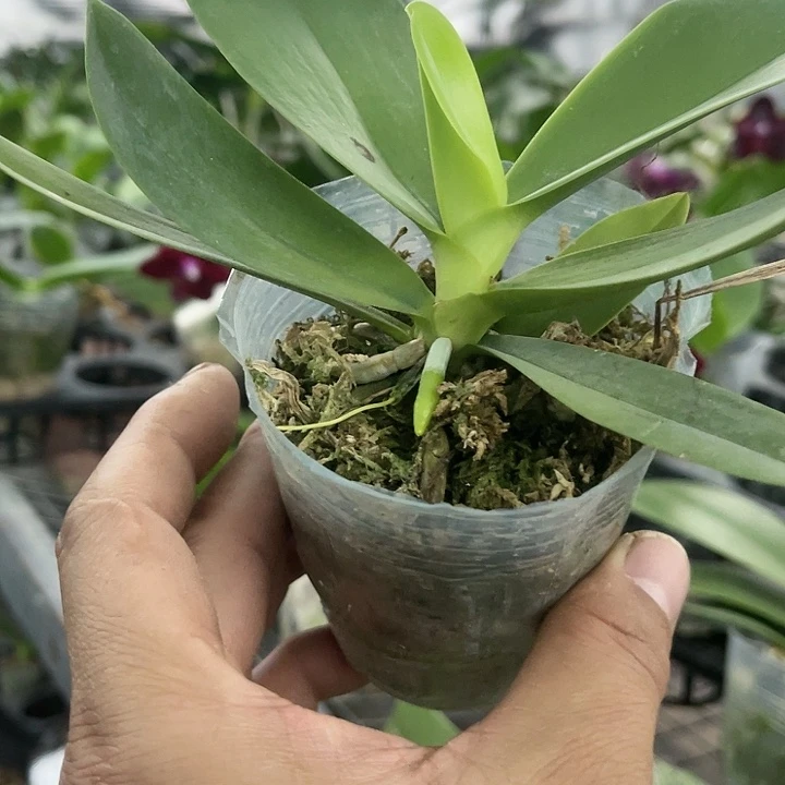 当前无花栽培后可以开花三和小香蝶