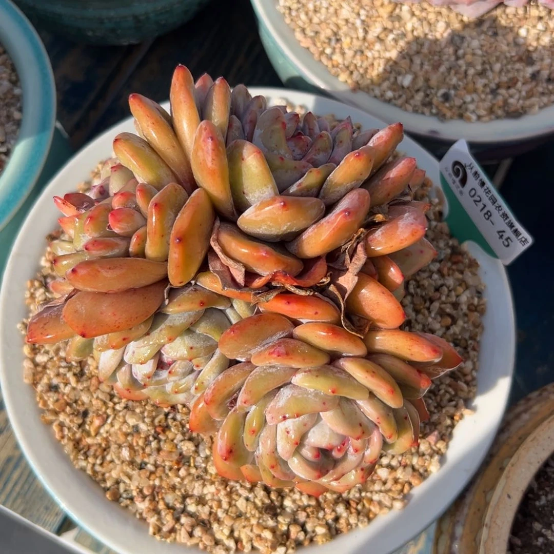 多肉一物一拍0218-45石化