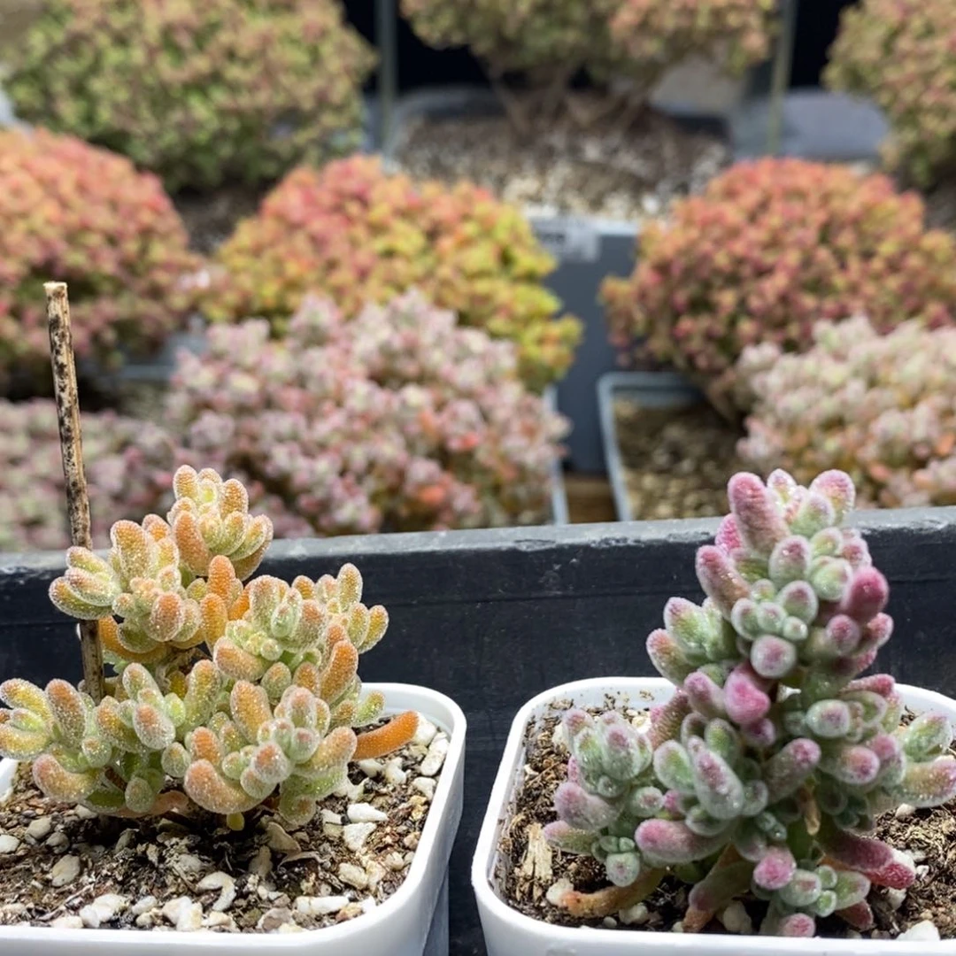 茹冰晶杂组合4980枝干番杏