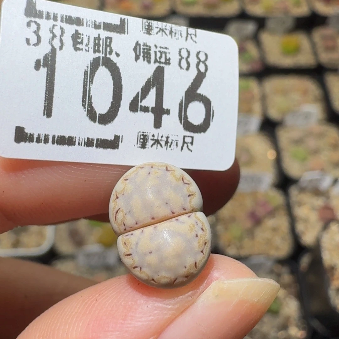 菲***崽Ssss精品生石花1046