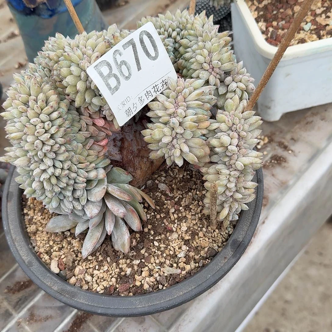 烟***晨星影缀化星影缀化