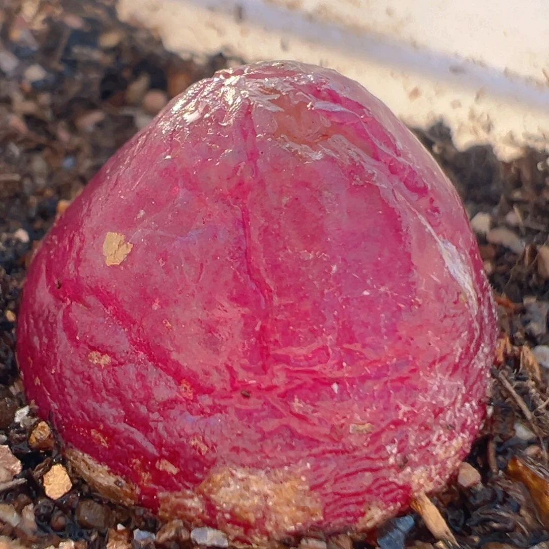 2714多肉植物百科知识