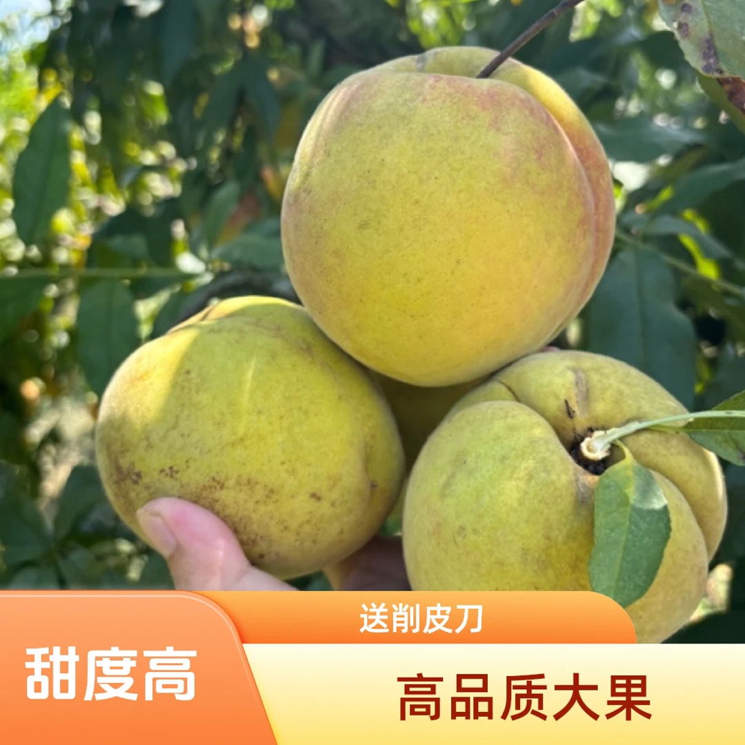 湖北公安锦花黄桃 青皮黄肉硬桃高品质送礼送客户买9斤送销皮刀