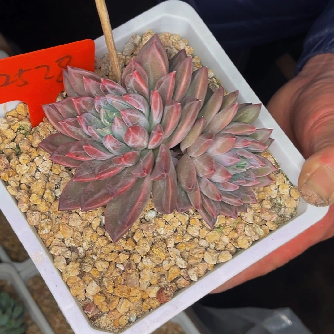 2528号晚上多肉植物群生