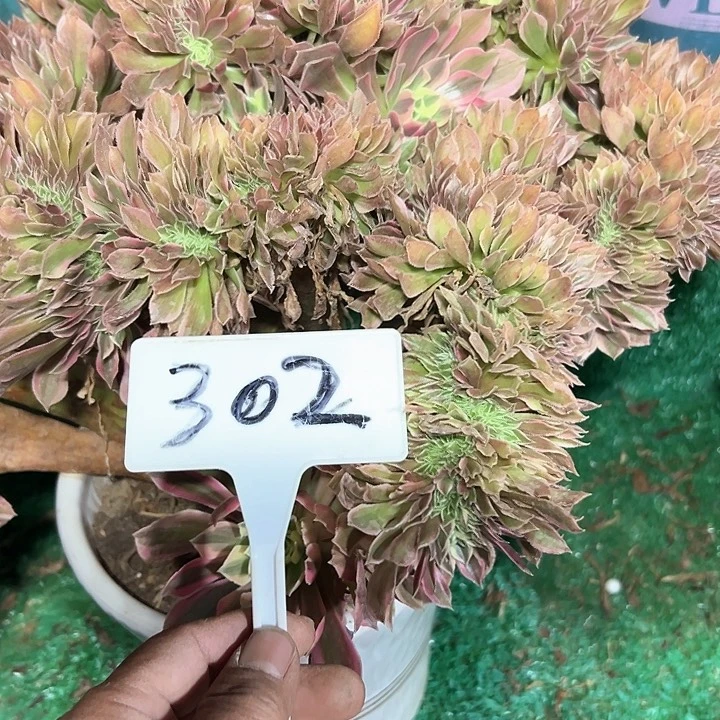 多肉植物女神缀花