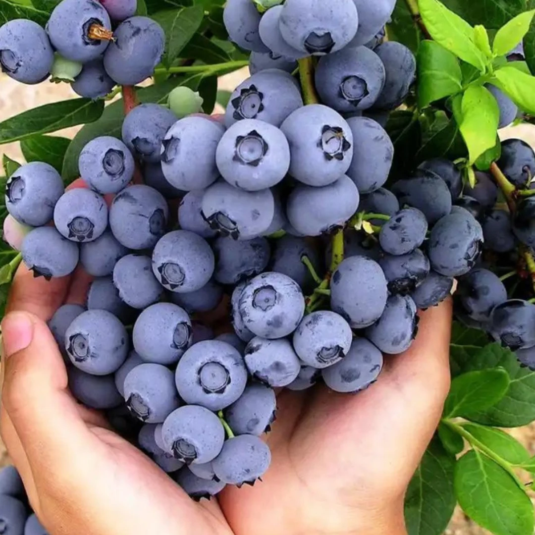 星【当季品质蓝莓】蓝莓水果怡颗蓝莓现摘现发孕婴辅食【顺丰包邮】